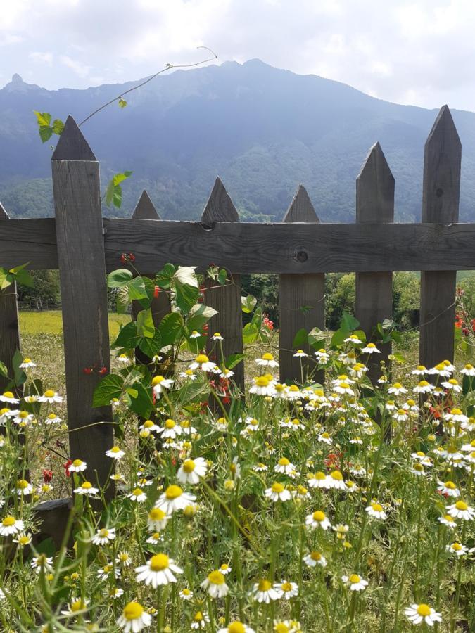 Coste Del Gaggio - Country House B&B - Garda Trentino Drena Exterior photo